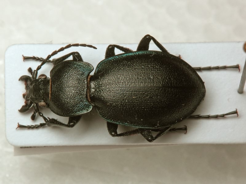 Carabus convexus Fabricius, 1775